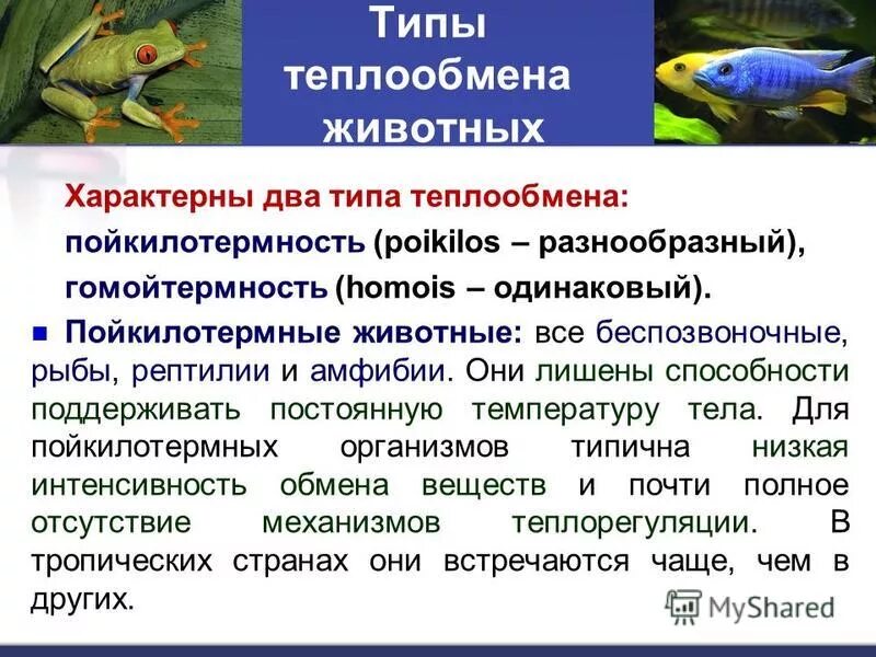 Доклад по теме холоднокровные животные. Насекомые пойкилотермные животные. Пойкилотермины организма. Земноводные позвоночные животные. Представитель пойкилотермных животных.