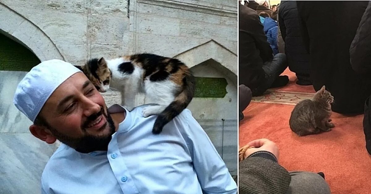 Кошка пророка мухаммада саллаллаху. Кошка пророка мухаммеда муизза. кот в мечети. мусульманин с кошкой. животные в исламе.