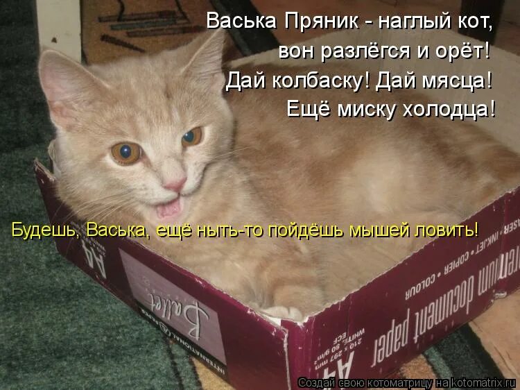 Смешной кот в муке. Васек бывшая. Кот в муке. Кот васька съел 2 5. Я хочу кушать.