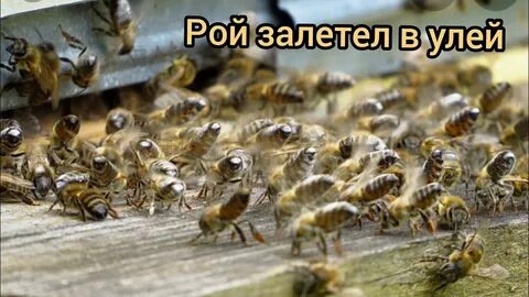 Пчелы решают