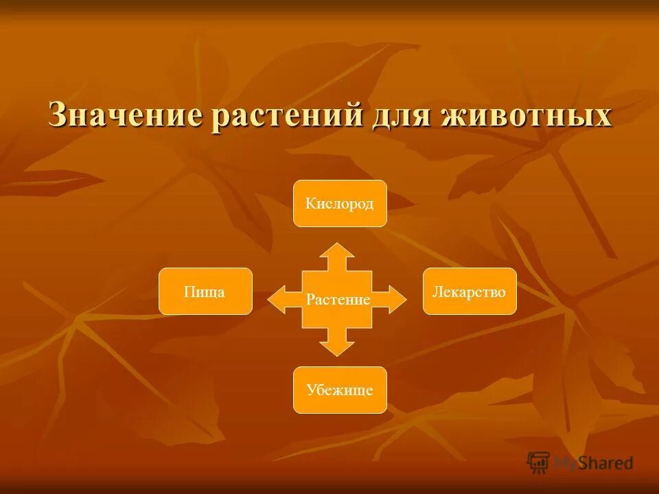 Значение растений для животных. Значение растений для жи. важность растений для животных. значение растений для животного.