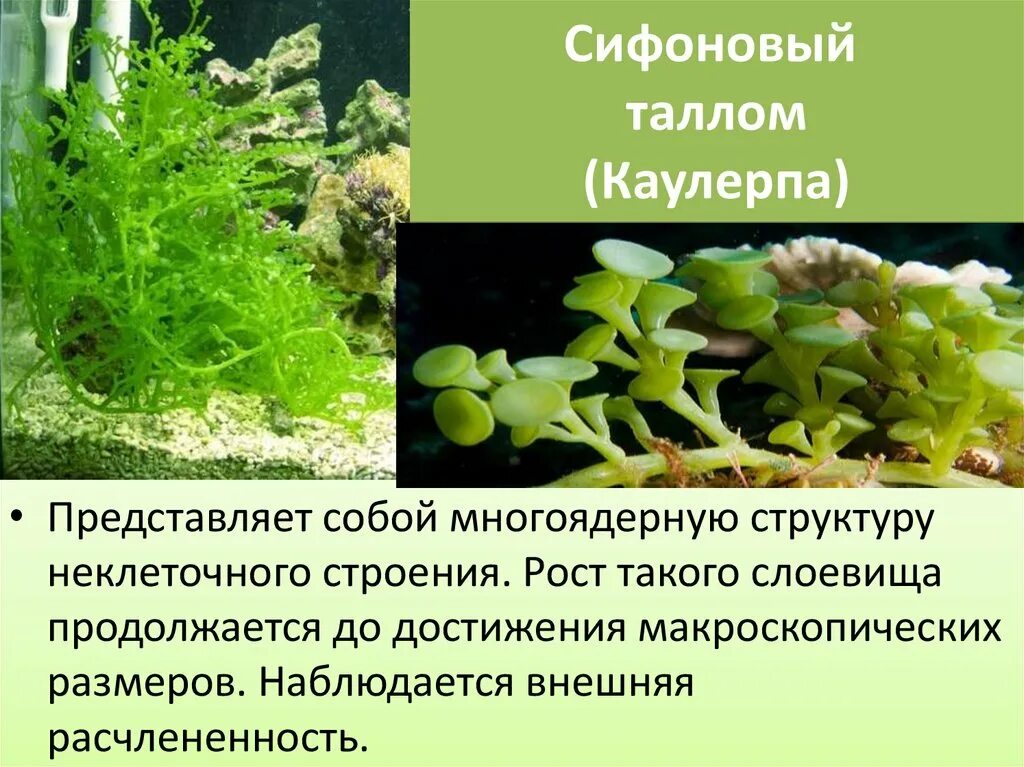 Каулерпа водоросль строение. Таллом каулерпы. Сифоновый таллом. Сифоновые водоросли таллом.