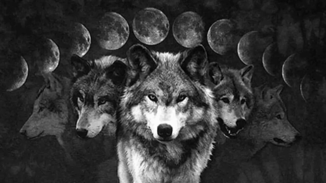No tomorrow wolves at the. Стая Волков. Три волка. Стая чёрных Волков. Два волка.