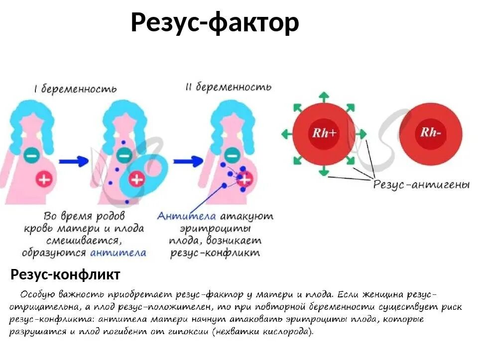 Первая группа крови резус отрицательный у мужчин