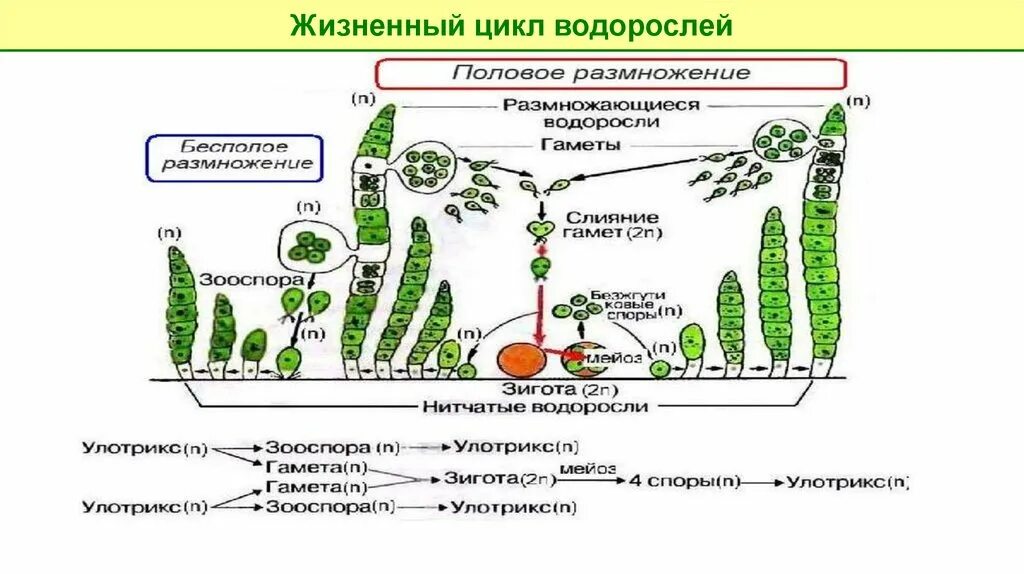 Стадия жизненного цикла водорослей. Цикл развития водорослей схема. Жизненный цикл бурых водорослей схема. Цикл размножения водорослей. Жизненный цикл бурых водорослей.