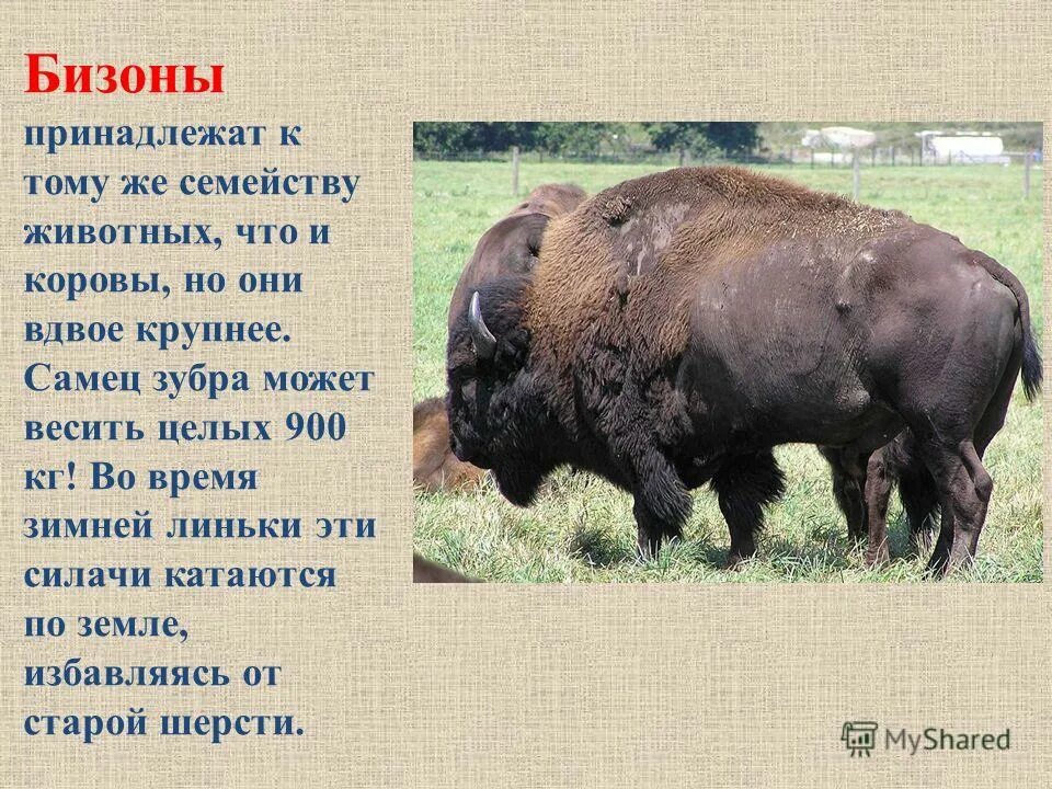 Степной бизон bison priscus. Отличие бизона от зубра. Степной бизон bison priscus. Бизон вес. Зубр по сравнению с человеком.