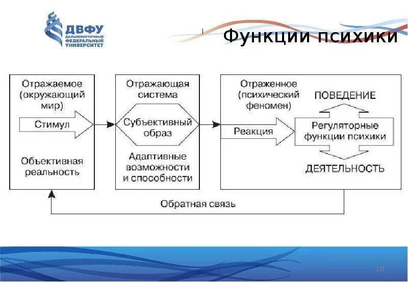Психика и ее функции. Психика функции психики. отражательная функция психики. основные функции психики схема. функции психики в психологии.