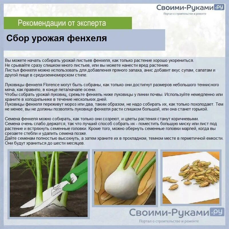 Фенхель овощной аромат. Фенхель вред здоровью. Фенхель лекарственное растение. Фенхель обыкновенный. Фенхель вред здоровью.