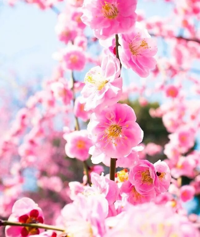 Весенние цветы на телефон вертикальные. Хонор Сакура. Цветы вертикальные. Нежные весенние цветы.