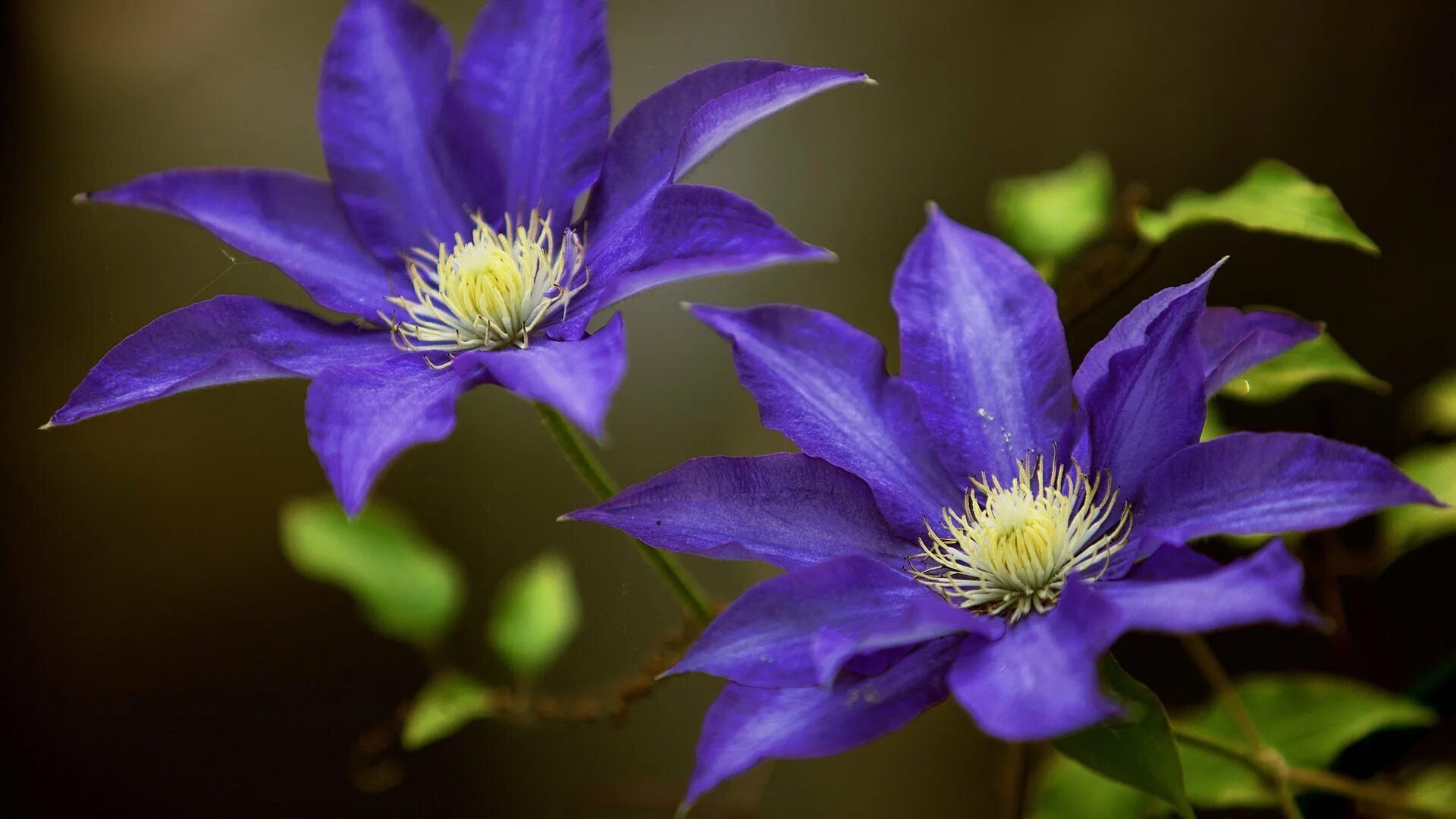 Марьянник серебристоприцветниковый. Букет для брата на день рождения. Лобелия в кувшине фото. Алиссум цветок. Цветок с 4 лепестками.