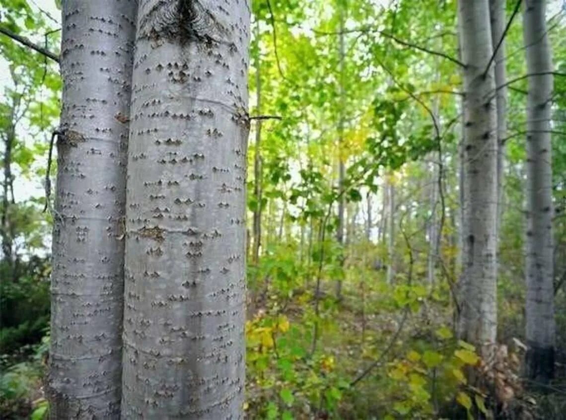 Осина обыкновенная (Populus tremula). Осина Сибирская. Осина Сахалинская. Осина тип дерева