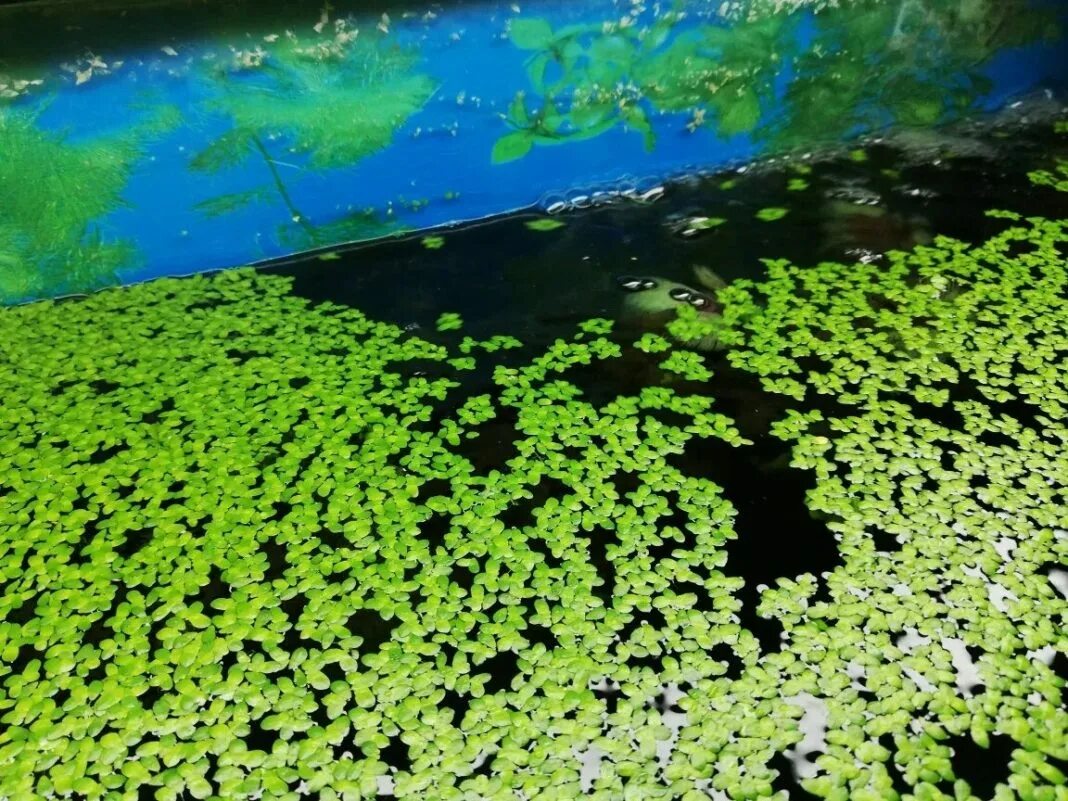 Ряска (Lemna). Ряска водные растения. Ряска Болотная. Ряска аквариумное растение. Ряска в водоеме