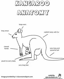 Kangaroo перевод на русский с транскрипцией
