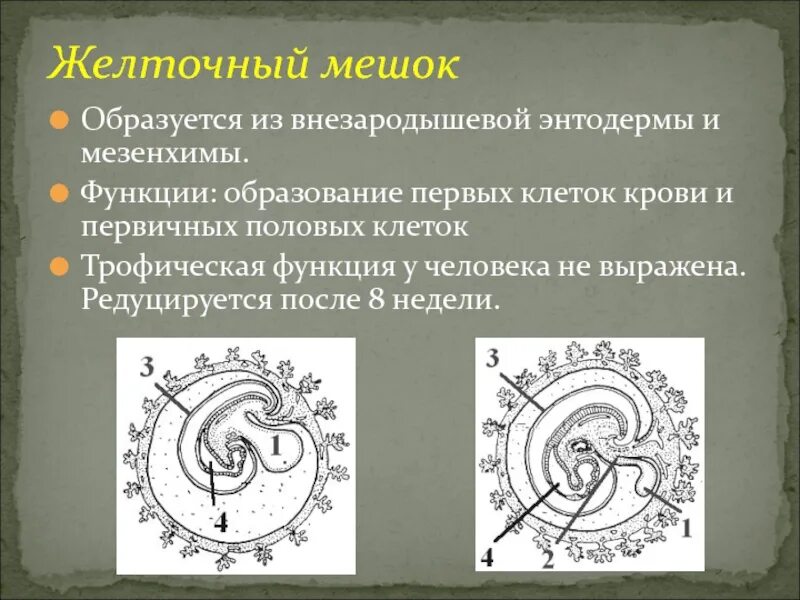 Функции желточного мешка у человека