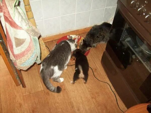 Нужен ли коту второй кот. 2 кошки в квартире. норка и кошка уживаются. кот и кошка в одной квартире. два кота в одной квартире.