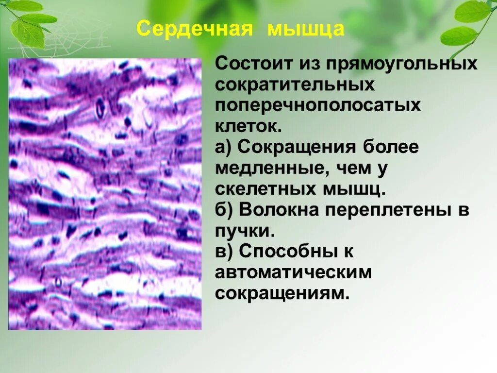 Клетки б укорачивание. Клетки сокращают. Сокращение клетки. Клетки способные к сокращению. Группа клеток и межклеточного вещества.