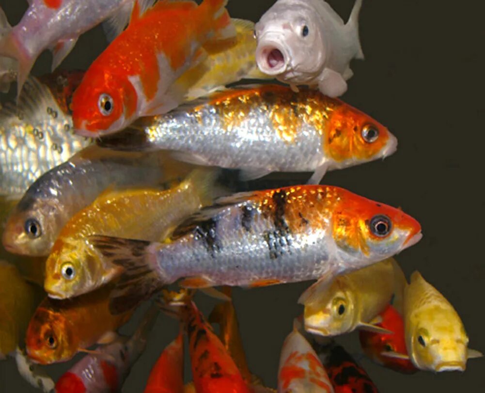 Содержание карпа кое в аквариуме. Cyprinus carpio koi. мальки карпа кои. карпы кои в аквариуме. цветные карпы.