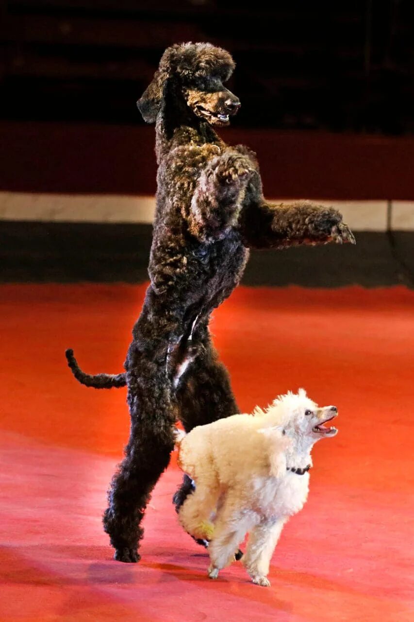Дрессированные собачки в цирке. Цирковой пудель. Белый пудель в цирке. Цирк никулина пудели. Пудель в цирке.