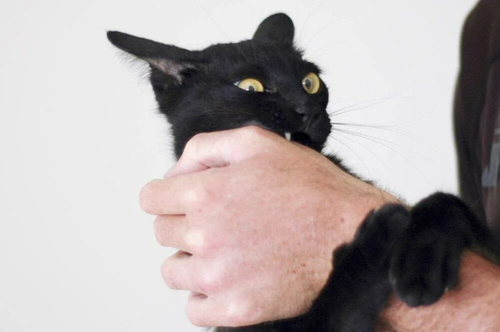 Кот кусает руку. Кот вцепился в руку. Кусачая кошка. Черный кот на руках.