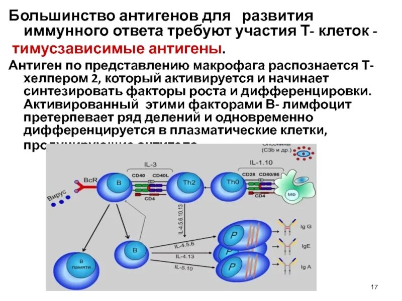 Т зависимые. Схемы иммунного ответа на т зависимые антигены. Схема гуморального иммунного ответа на тимусзависимый антиген.. Характеристики тимусзависимых и тимуснезависимых антигенов.. Т-зависимый гуморальный иммунный ответ схема.