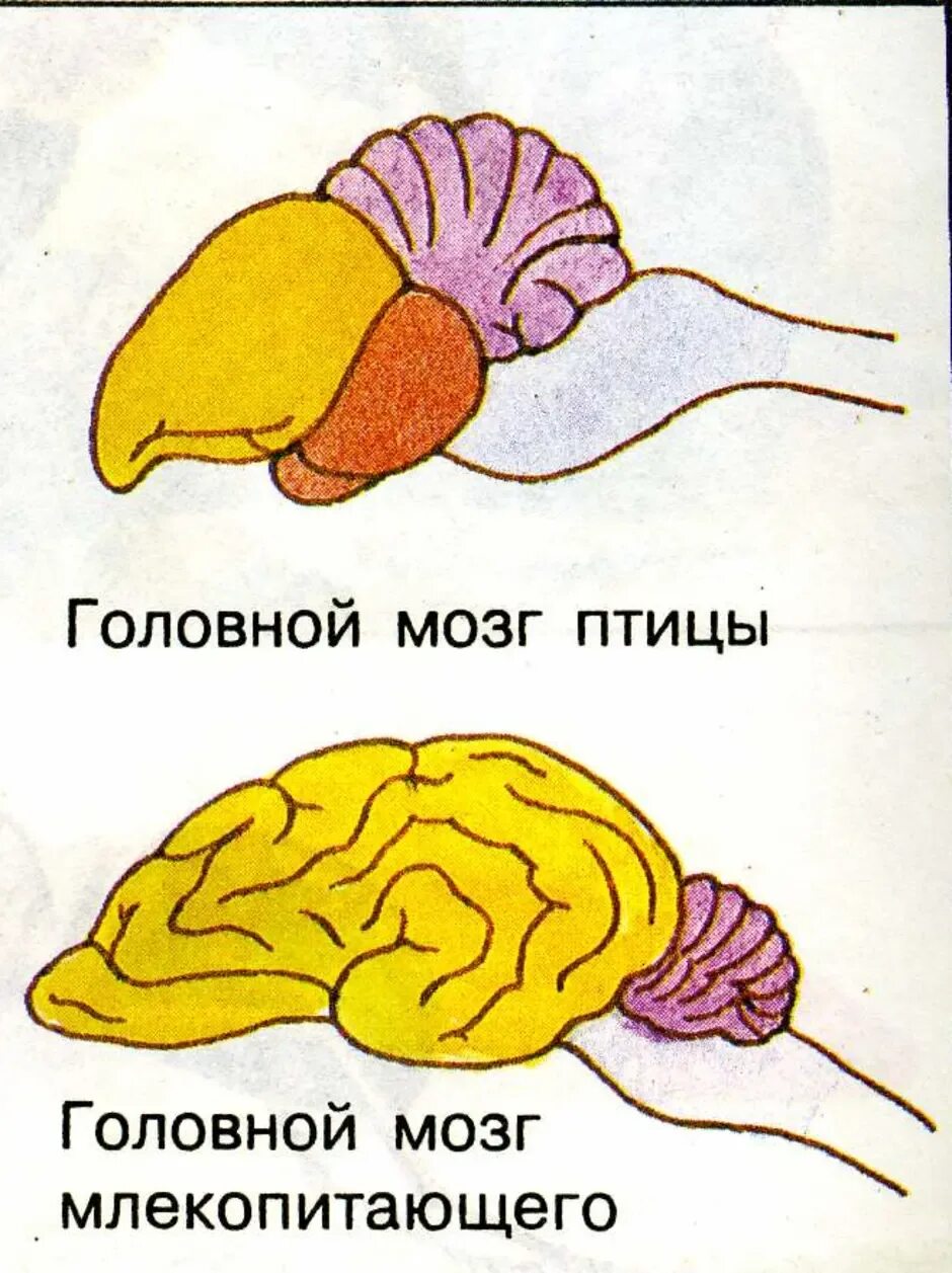 Схема строения мозга млекопитающих. Структуры головного мозга млекопитающих. Строение головного мозга млекопитающих. Отделы головного мозга млекопитающих схема. Отделы входящие в состав головного мозга млекопитающих