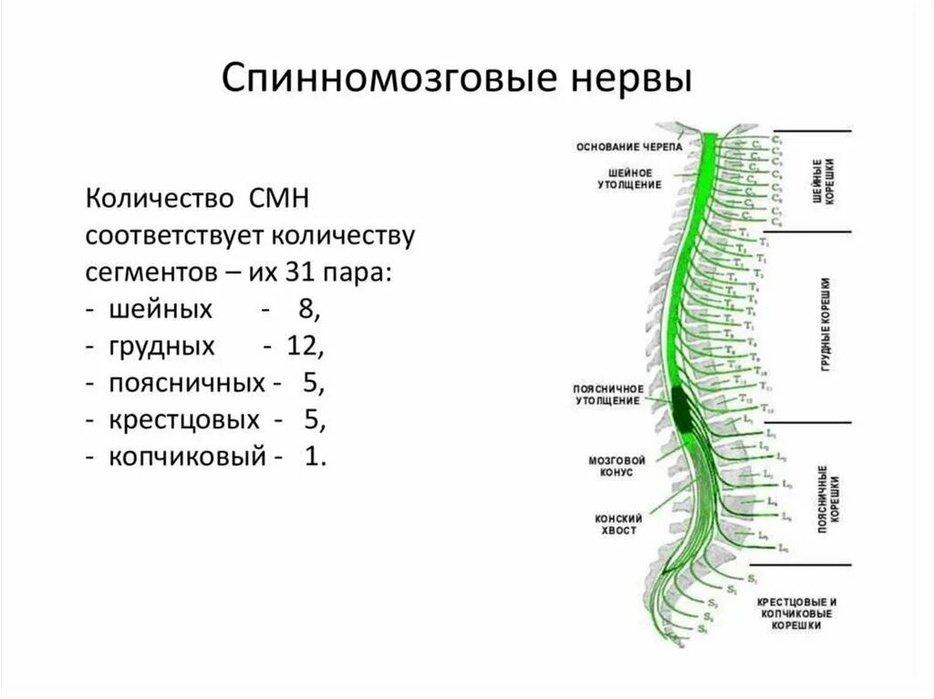 Рассмотрите позвоночник и выделите его отделы. Сплетения спинномозговых нервов схема. Функции сплетений спинномозговых нервов. Спинной мозг анатомия спинномозговых нервов. Сегменты спинного мозга шейного сплетения.