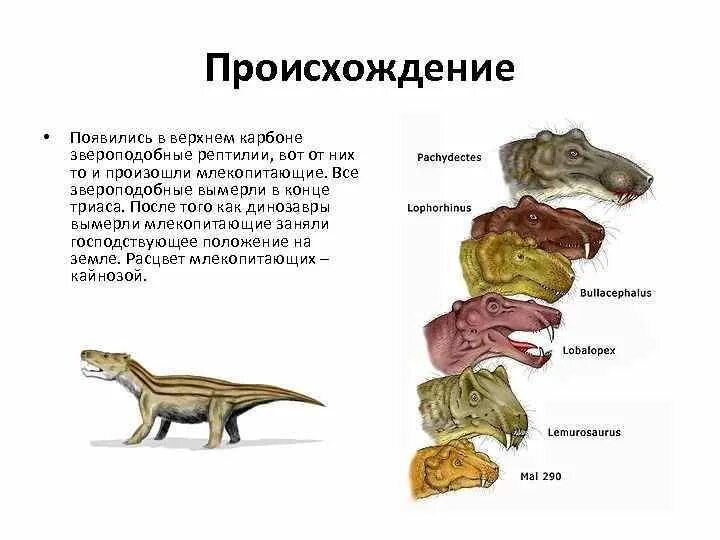 В отличие от рептилий млекопитающие имеют губы. Звероподобные рептилии. Рептилии млекопитающих Триас. Происхождение млекопитающих от звероподобных рептилий. Млекопитающие произошли от.