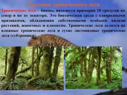 Какие растения обитают в влажных тропических лесах
