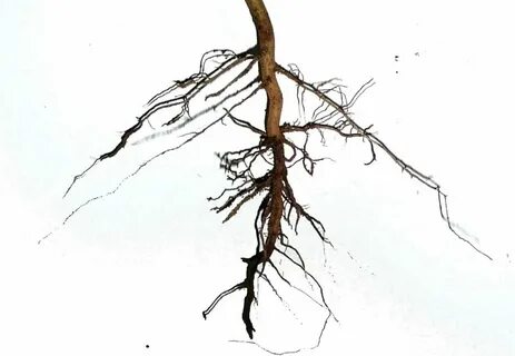 Корень l k