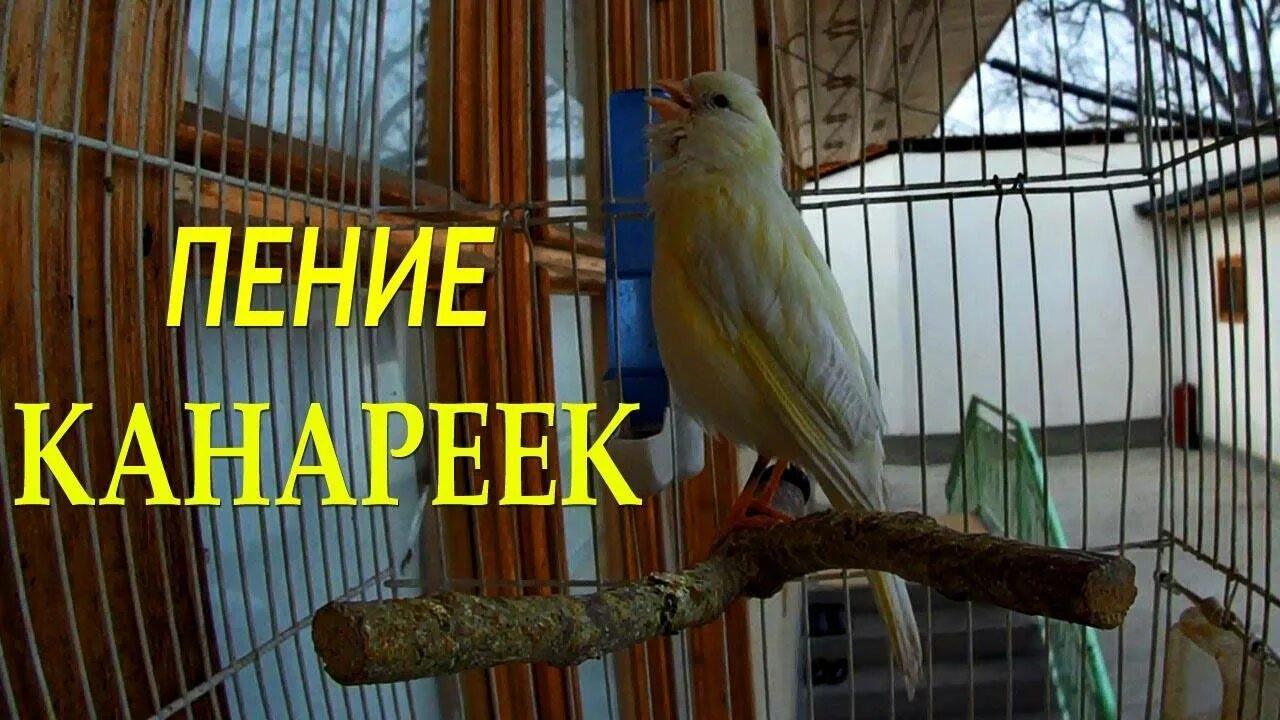 Канарейка звук. Канарейка звук. Канарейка сайраши. Пение кенара овсяночного напева. Пение канарейки.