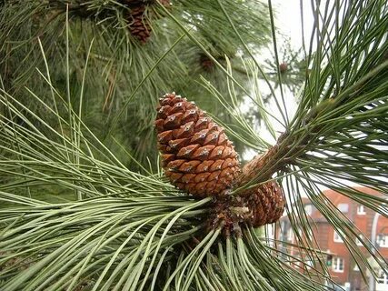 Pinus