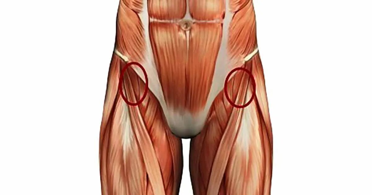 Ноют ноги в паху. Паховая мышца. Hip Flexors мышца. Паховые мышцы и сухожилия.