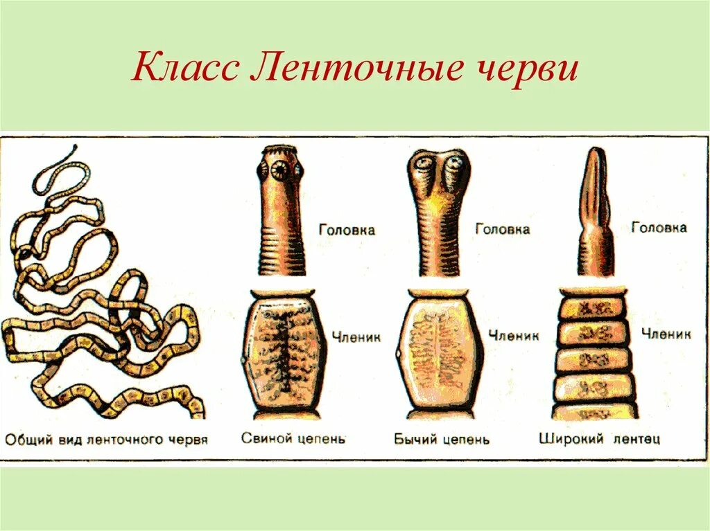 Цепень тип червей. Ленточные черви свиной бычий цепни. Ленточные черви широкий лентец. Taeniarhynchus saginatus бычий цепень.