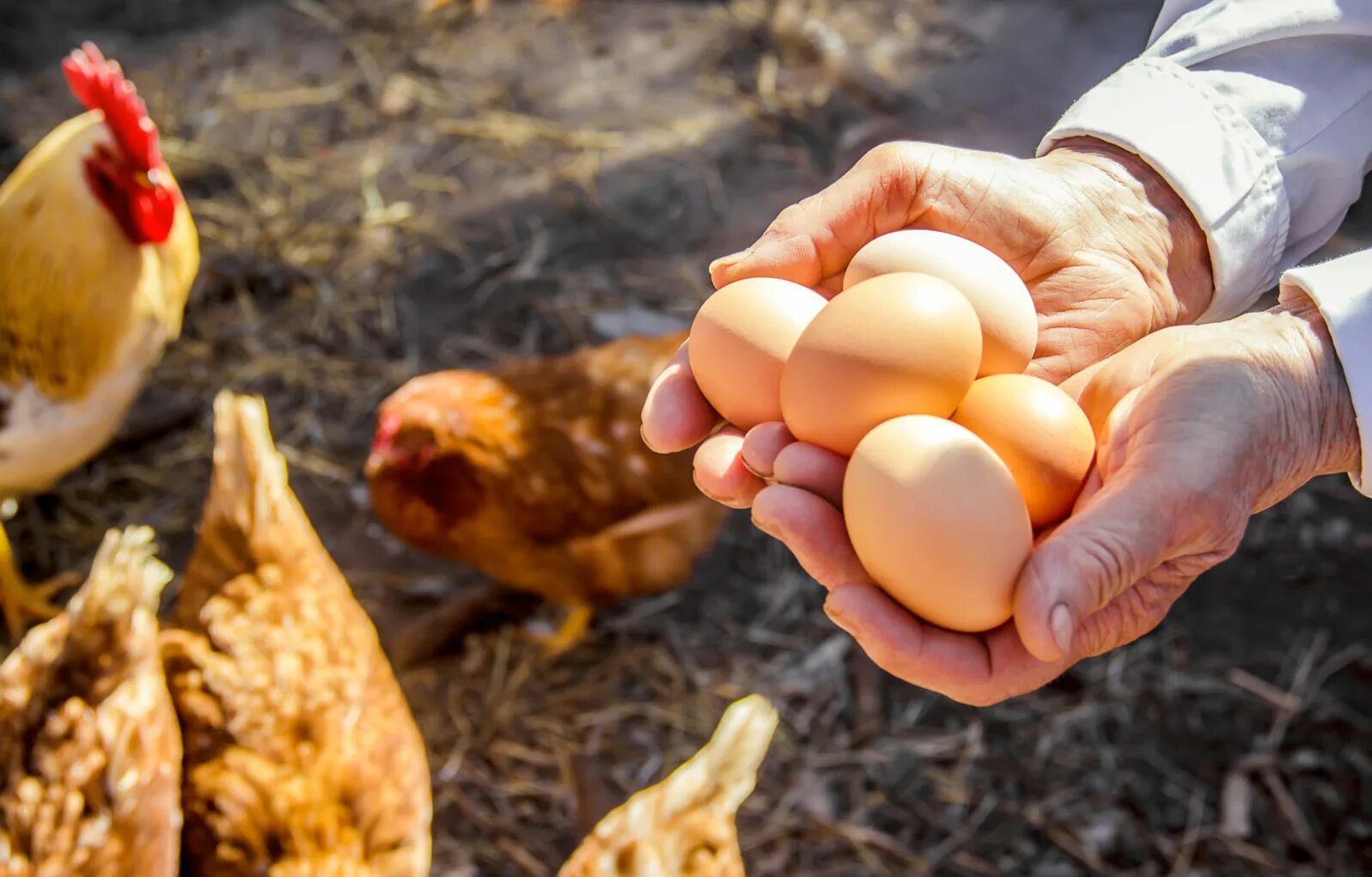 Куры несут 2 яйца в день. Курица с яйцами. Курочка с яйцами. Курица Несушка. Курочка с яичками.