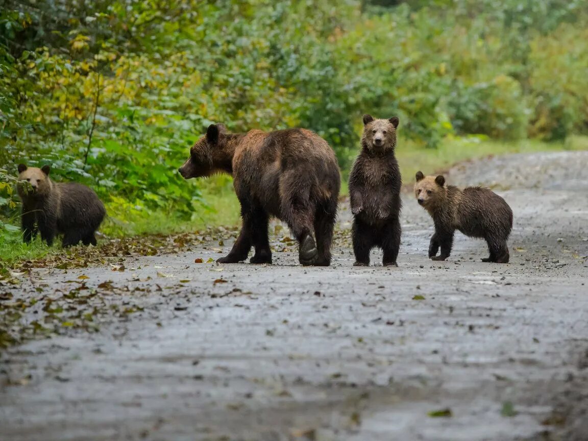 Bears end