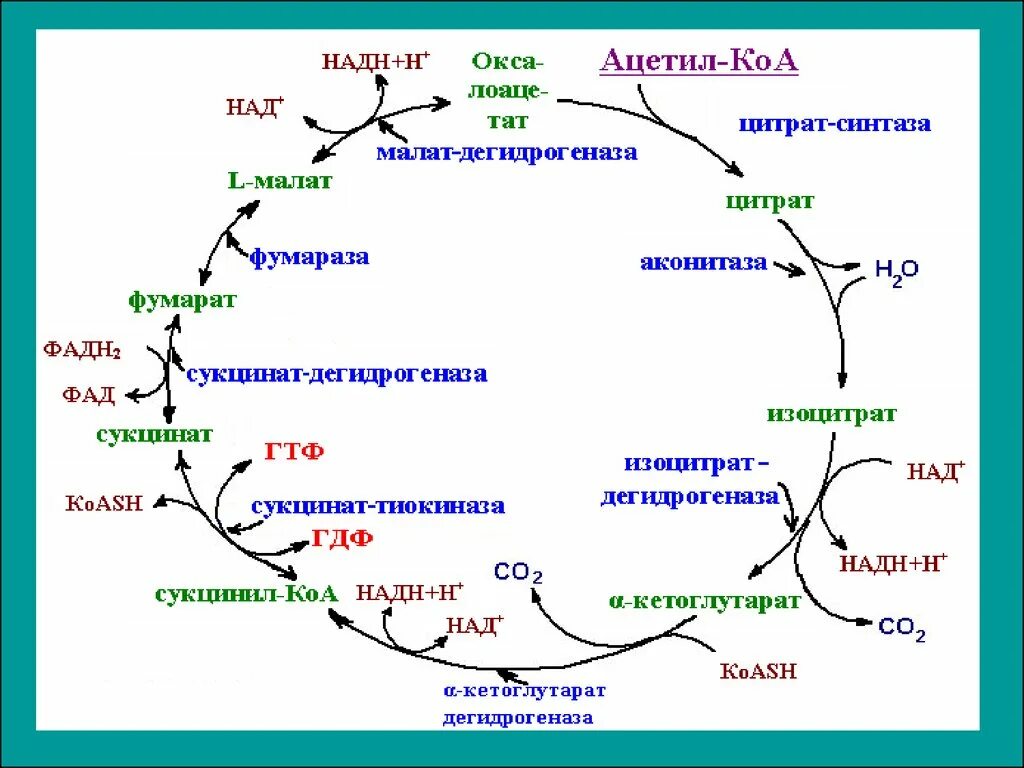 Цикл трикарбоновых кислот (ЦТК). Цикл трикарбоновых кислот схема. Цикл трикарбоновых кислот ЦТК биохимия. Цикл трикарбоновых кислот Кребса биохимия. Ацетил коа пути