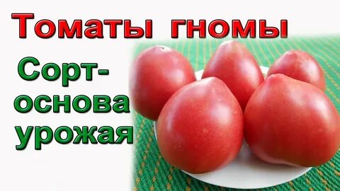 Низкорослые сорта томатов гномов