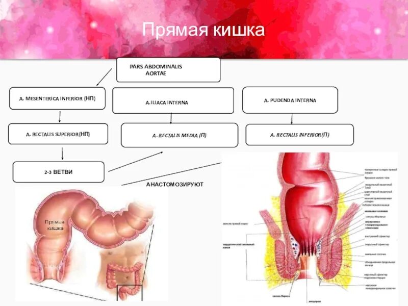 Схема прямой кишки. Кровоснабжение прямой кишки. вены прямой кишки схема. кровоснабжение прямой кишки анатомия. прямая кишка презентация.