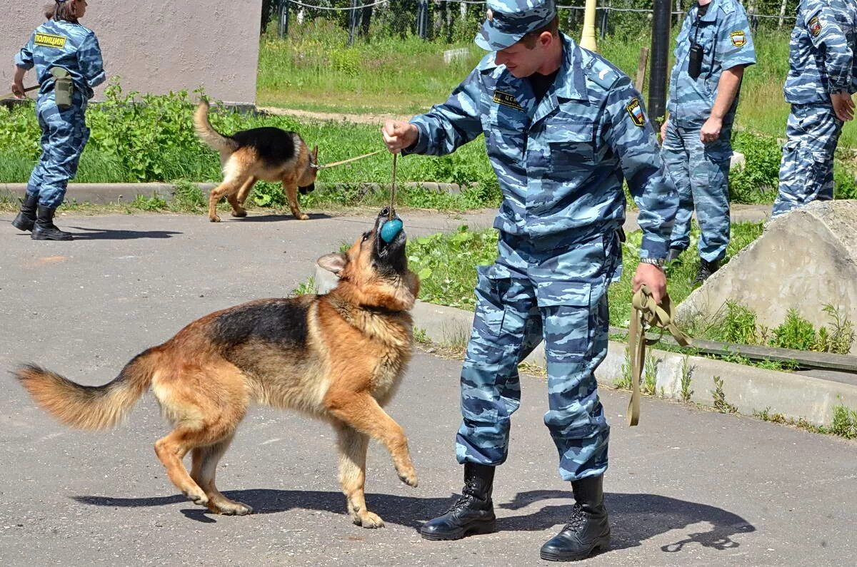 Кинологическая служба россии. 21 Июня день кинологической службы ВВ МВД РФ. Профессия кинолог. Собаки кинологической службы.