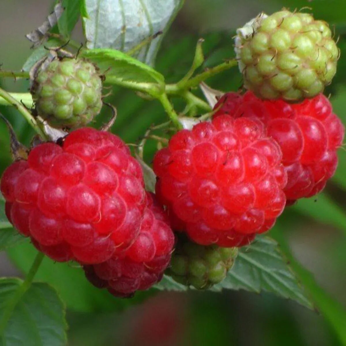 Малина Rubus idaeus. Малина обыкновенная Rúbus idáeus. Малина турмалин. Малина обыкновенная (Rubus idaeus).