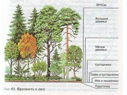 Из двух ярусов состоит