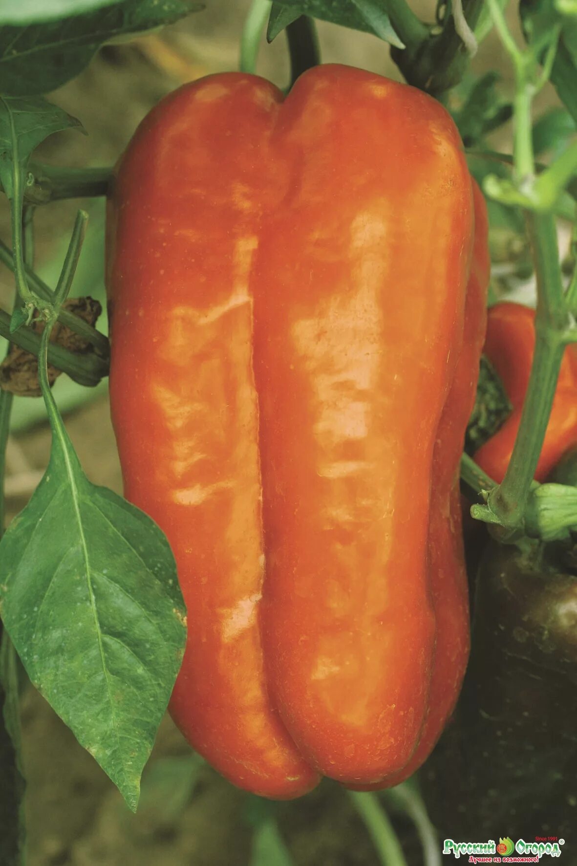 Русский огород перец оранжевый бык. Перец оранжевый бык нк. Перец сладкий f1 оранжевый бык-нк. Перец сладкий "оранжевый бык f1". Перец гигант оранжевый f1 листок.