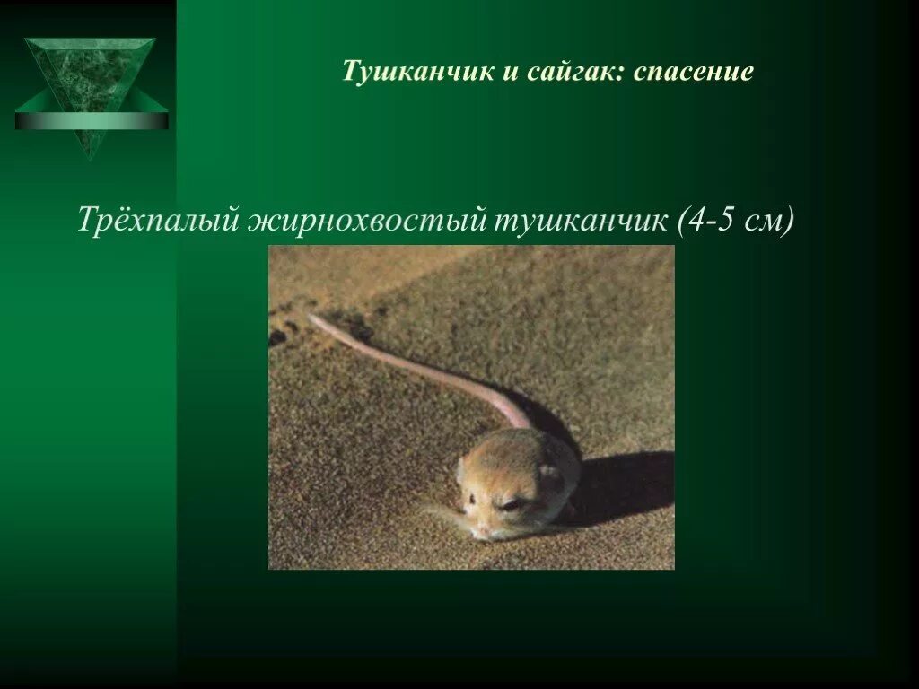 Тушканчик сообщение 4. Тушканчик сообщение 4