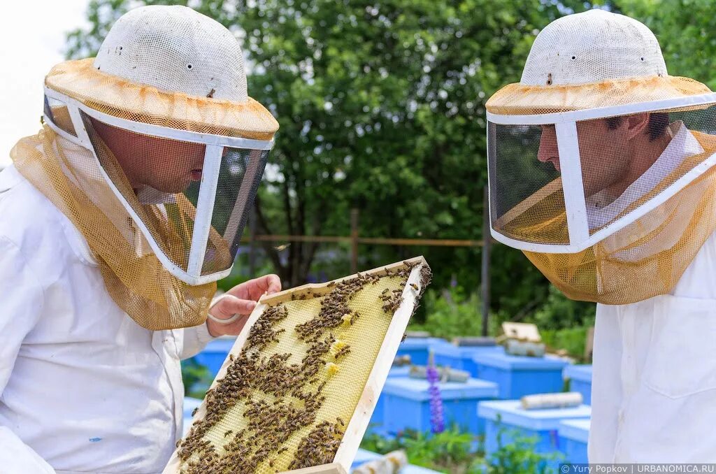 Сетка пчеловода. Сетка пасечника москитная пасечник. маска пчеловода. защитная маска пчеловода.