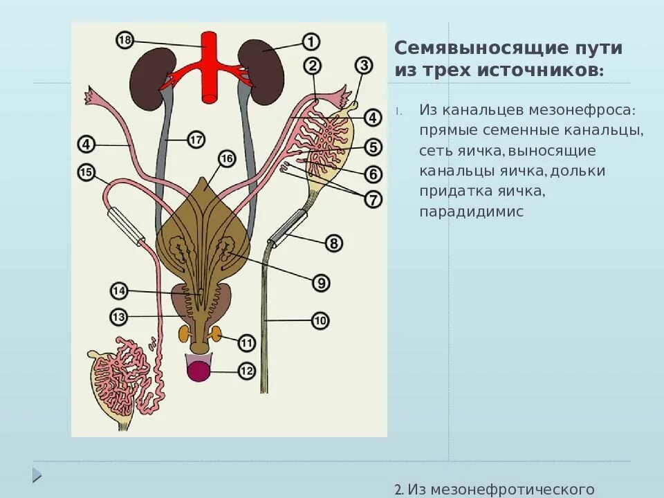 1 мужские половые железы. Семенные пузырьки строение гистология. Строение стенки семявыносящих путей. Строение семявыносящих путей гистология. Маточка предстательной железы.