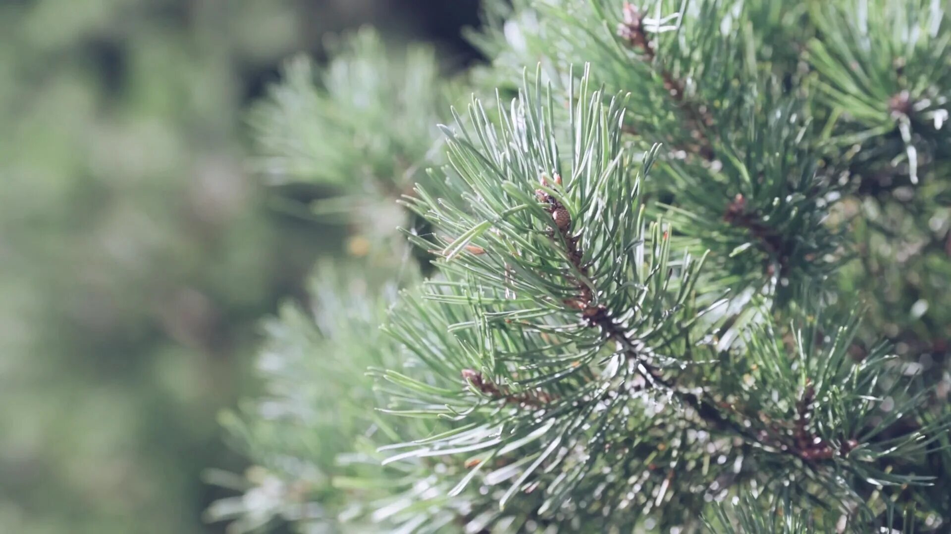 Хвойная выборы. Хвоя декоративная. Сосновые ветки и кирпичи. Green Pine Branch.