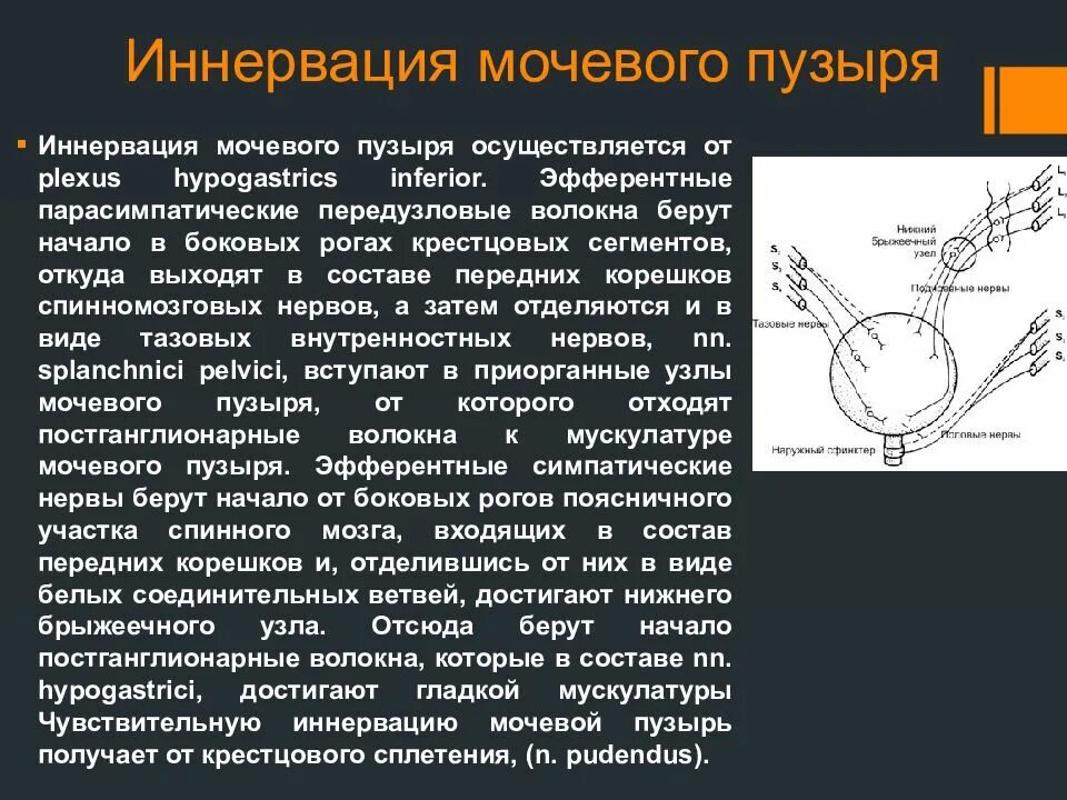 Иннервация мочевого пузыря анатомия. Парасимпатическая иннервация мочевого пузыря. Симпатическая и парасимпатическая иннервация мочевого пузыря. Симпатическая иннервация мочевого пузыря. Рефлекторный мочевой