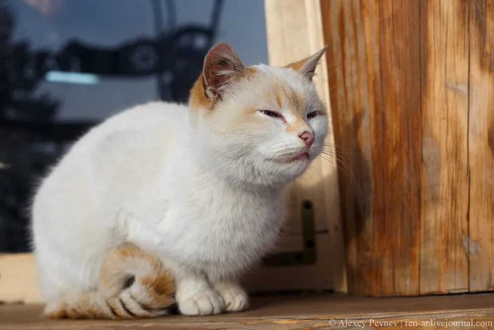 котик на разных языках мира. кот по польски. слово кошка на разных языках. коты в польше. почтовые марки кошки.