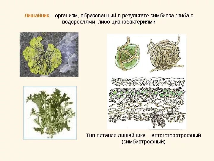 Лишайников образовано организмами. Цианобактерии в лишайниках. Строение лишайника ЕГЭ. Лишайник-кладония симбиоз. Лишайники Тип питания.