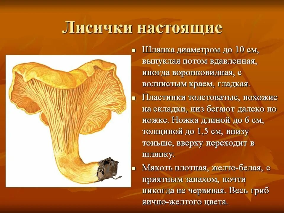 Что содержится в лисичках